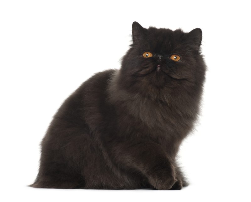 black persian cat on white background