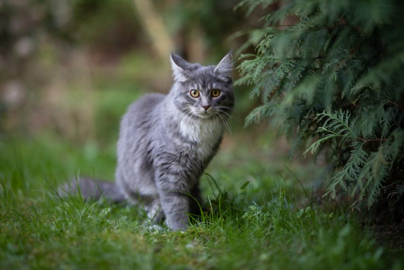 blue tabby maine coon cat next to conifer tree in back yard