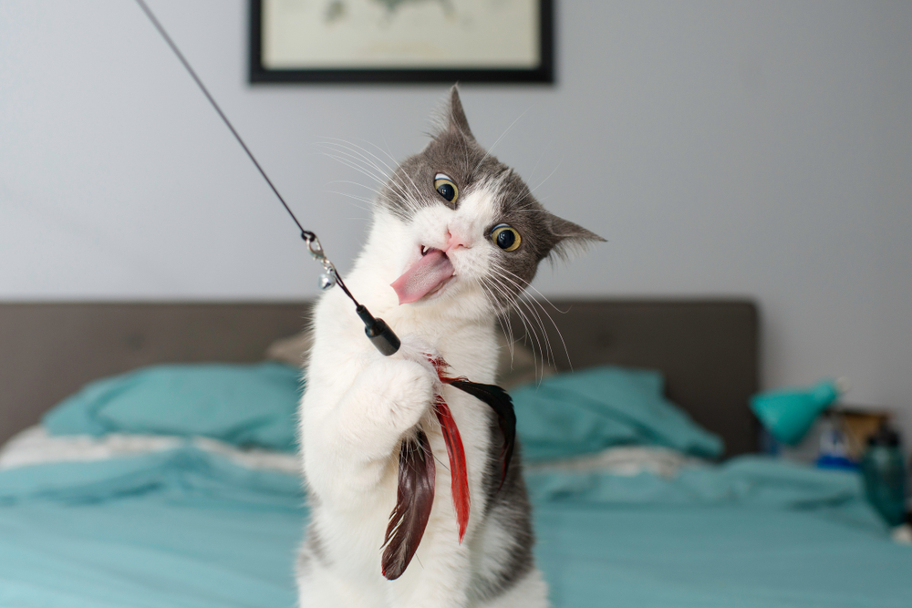 cat playing with a wand