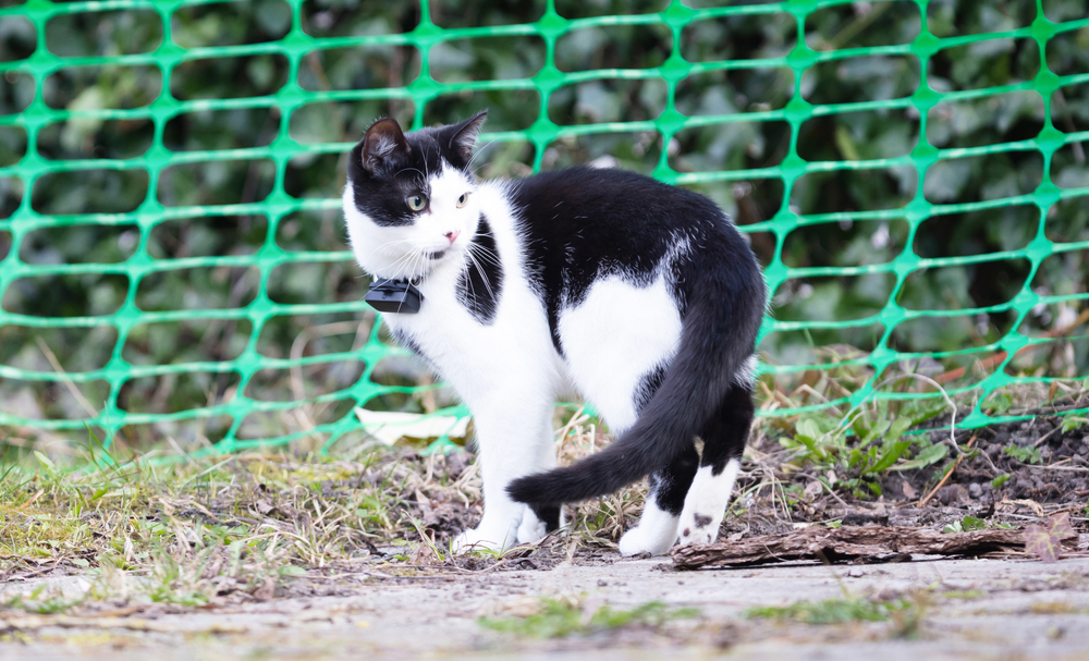 cat wearing gps tracker outdoors