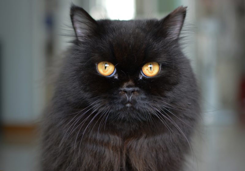 close up of black persian cat at home