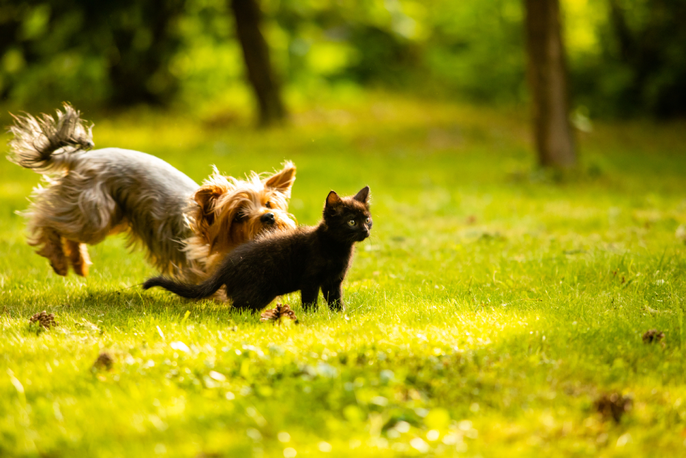 dog chasing a black kitten cat on the lawn