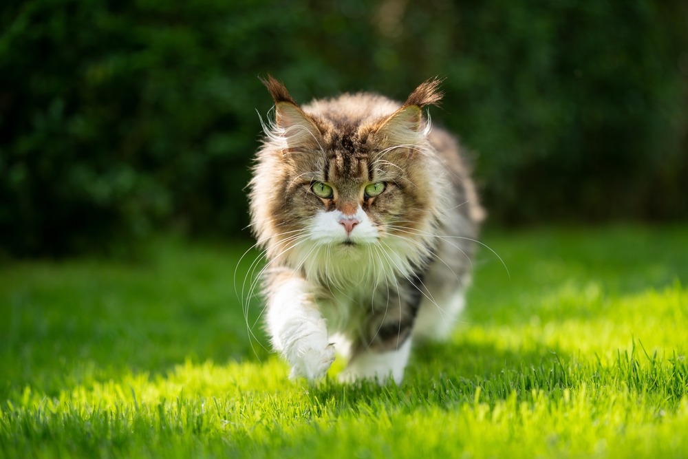 fluffy cat walking on grass