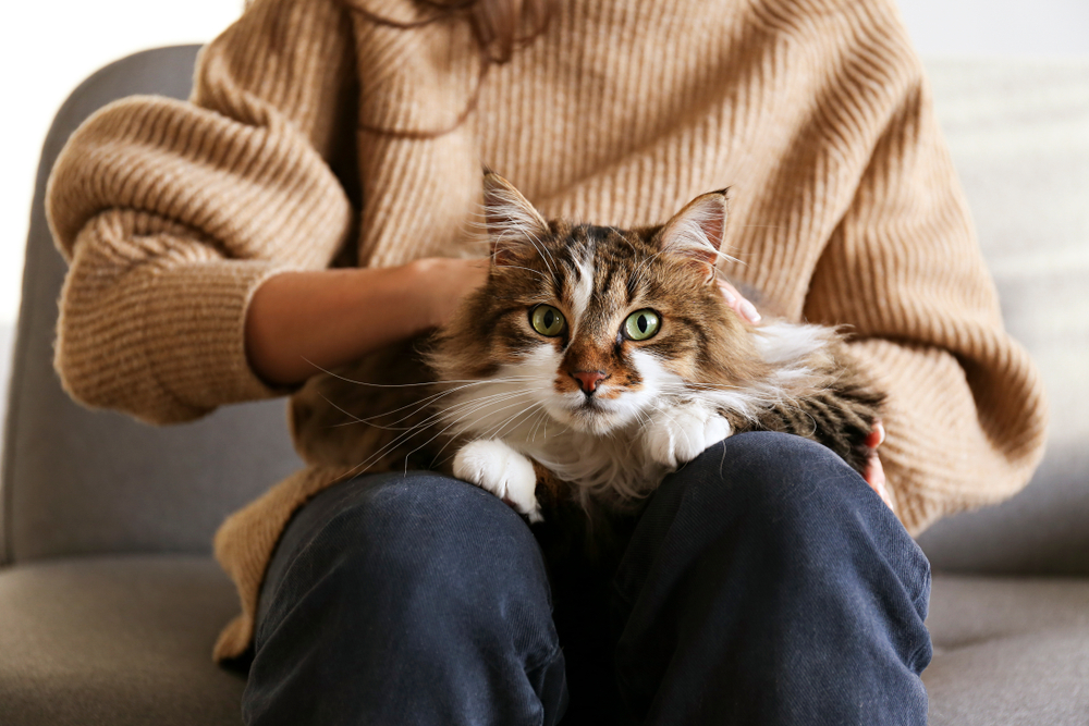 fluffy tabby cat lying on owner's lap