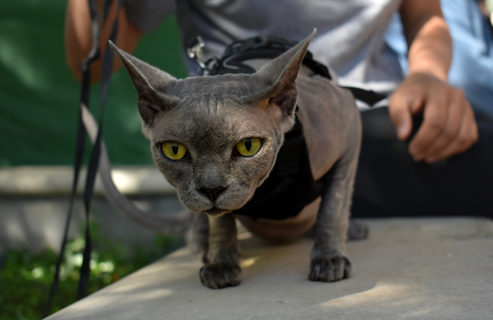gray Sphynx cat wearing a cat harness outdoors