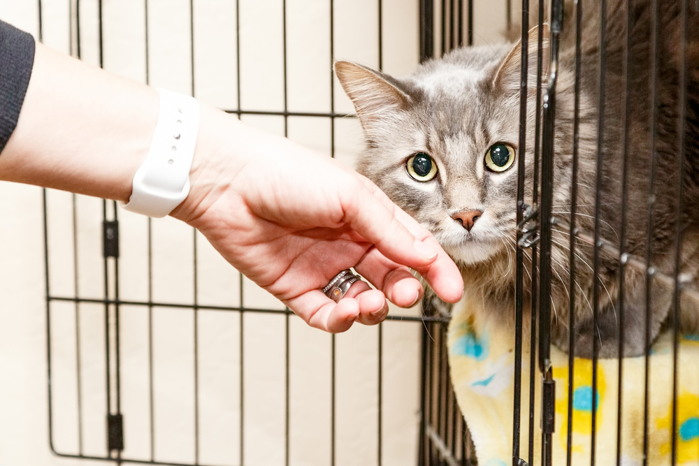 hand of a woman petting a cat in cage in a shelter
