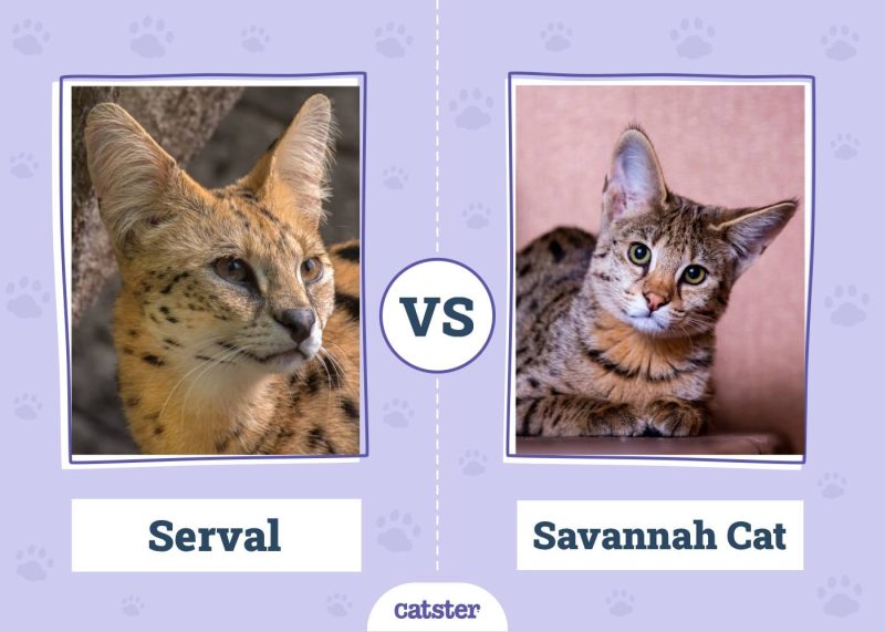 serval VS Savannah Cat