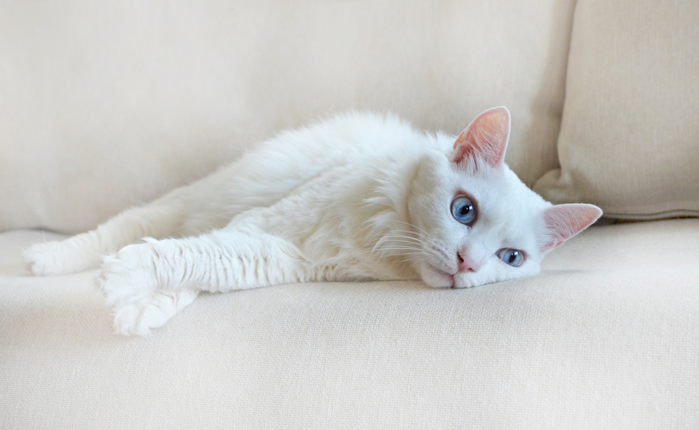 white albino cat lying on the couch