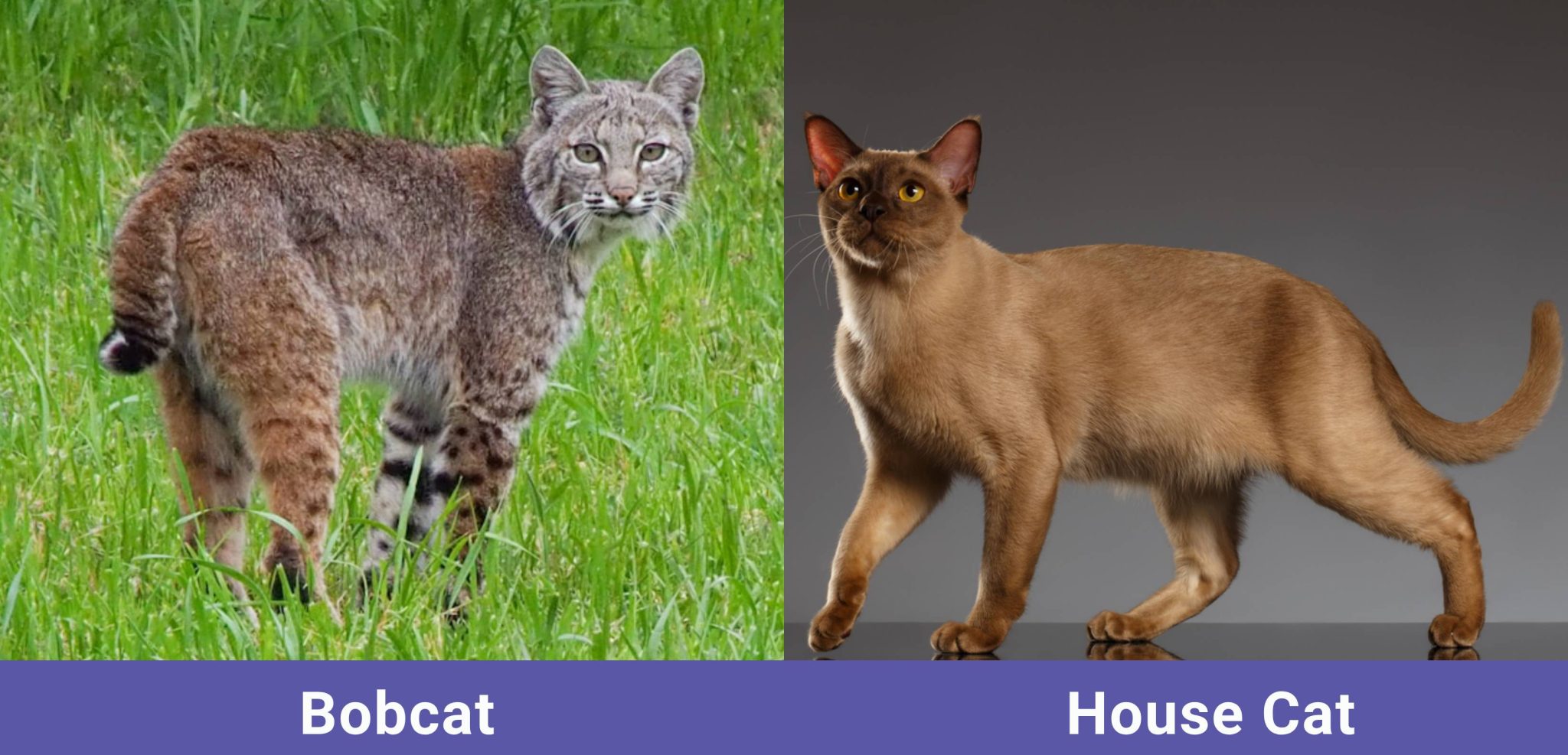 side by side Bobcat VS House Cat