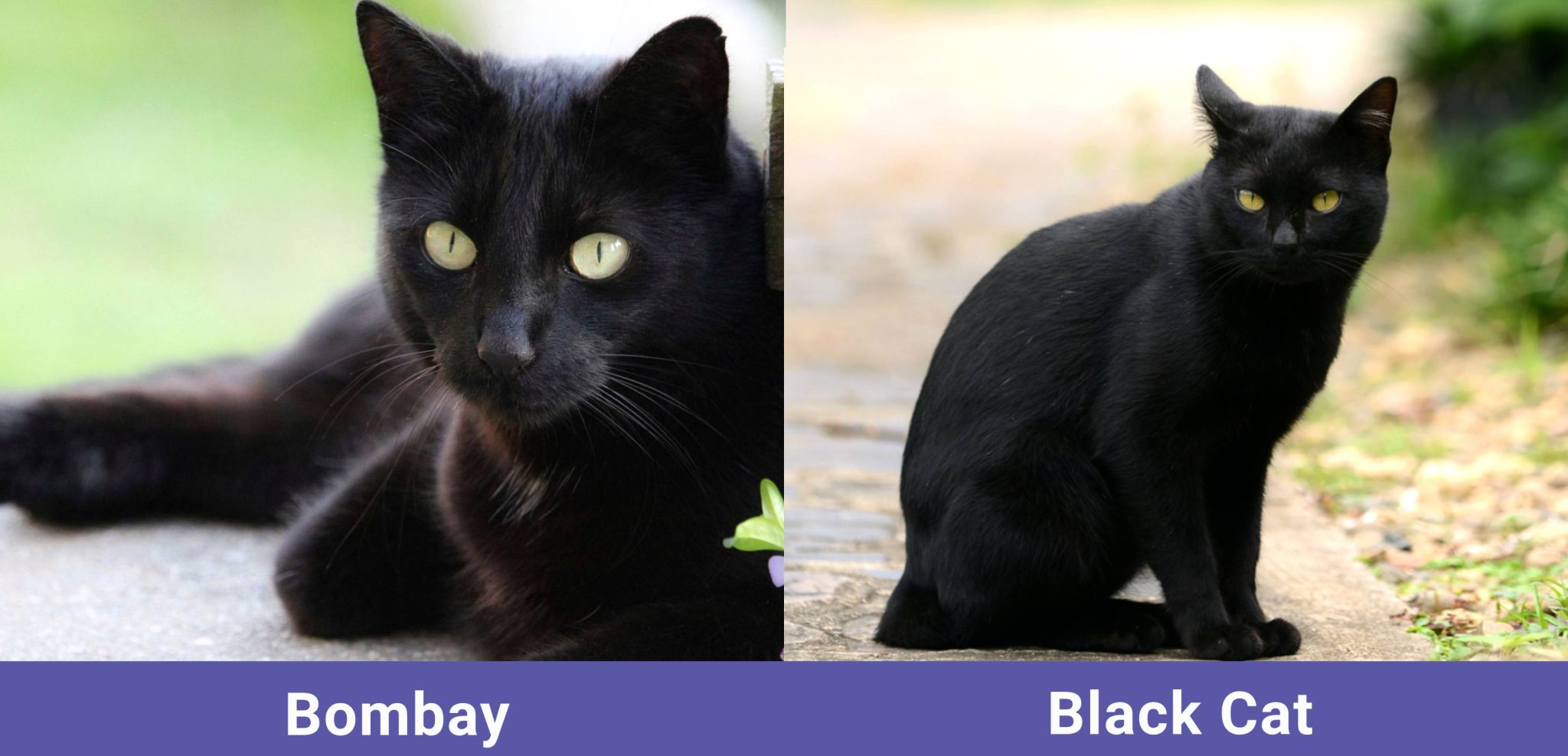 side by side Bombay VS Black Cat