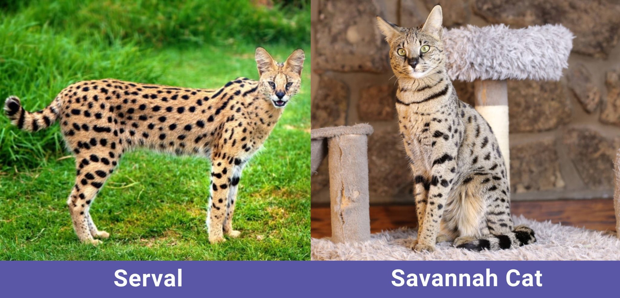 side by side serval VS Savannah Cat