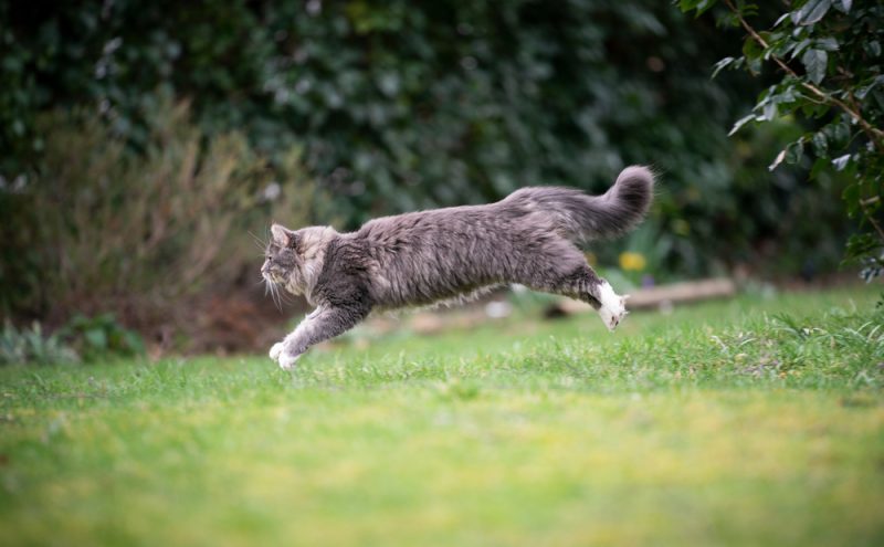 side view of a cute blue tabby white maine coon cat running outside in the garden