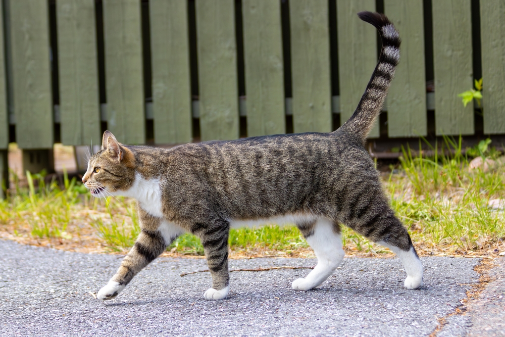 gato atigrado caminando por la carretera