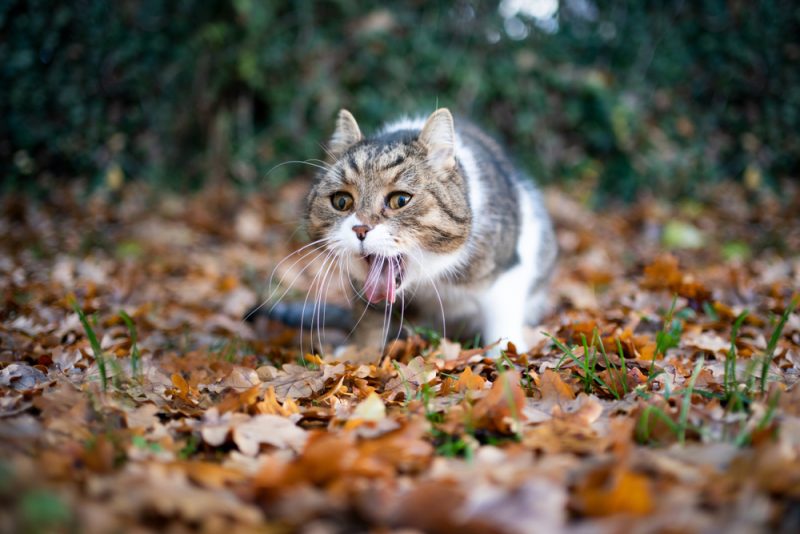 tabby white british shorthair cat vomit outdoors