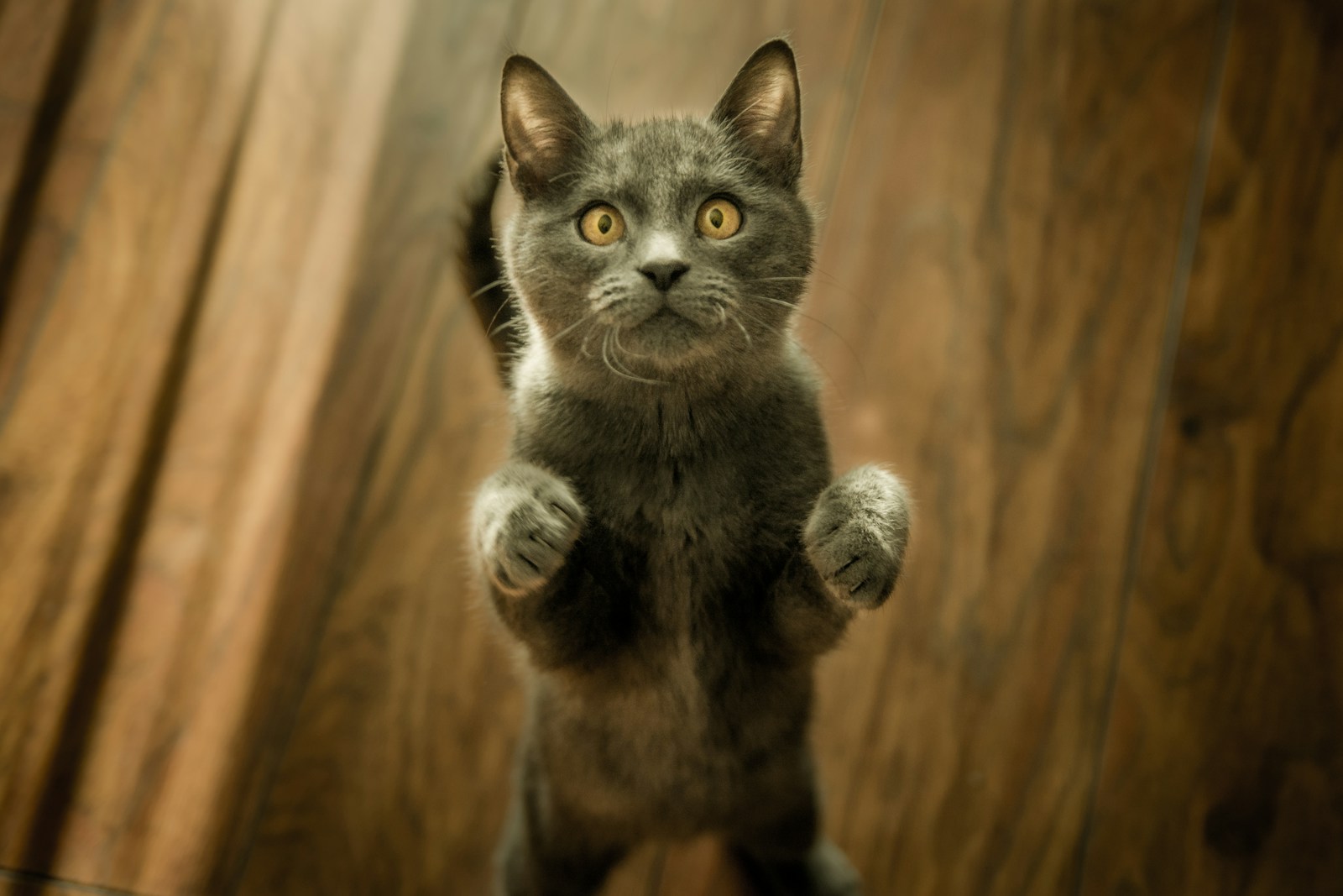 gray cat standing on two legs