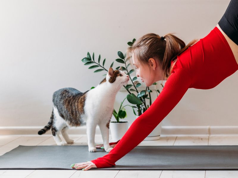 Cat Yoga Home Owner