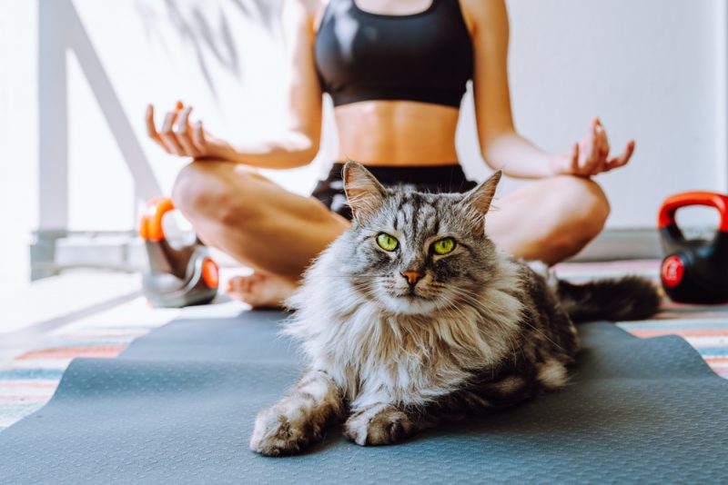 Cat Yoga With Owner