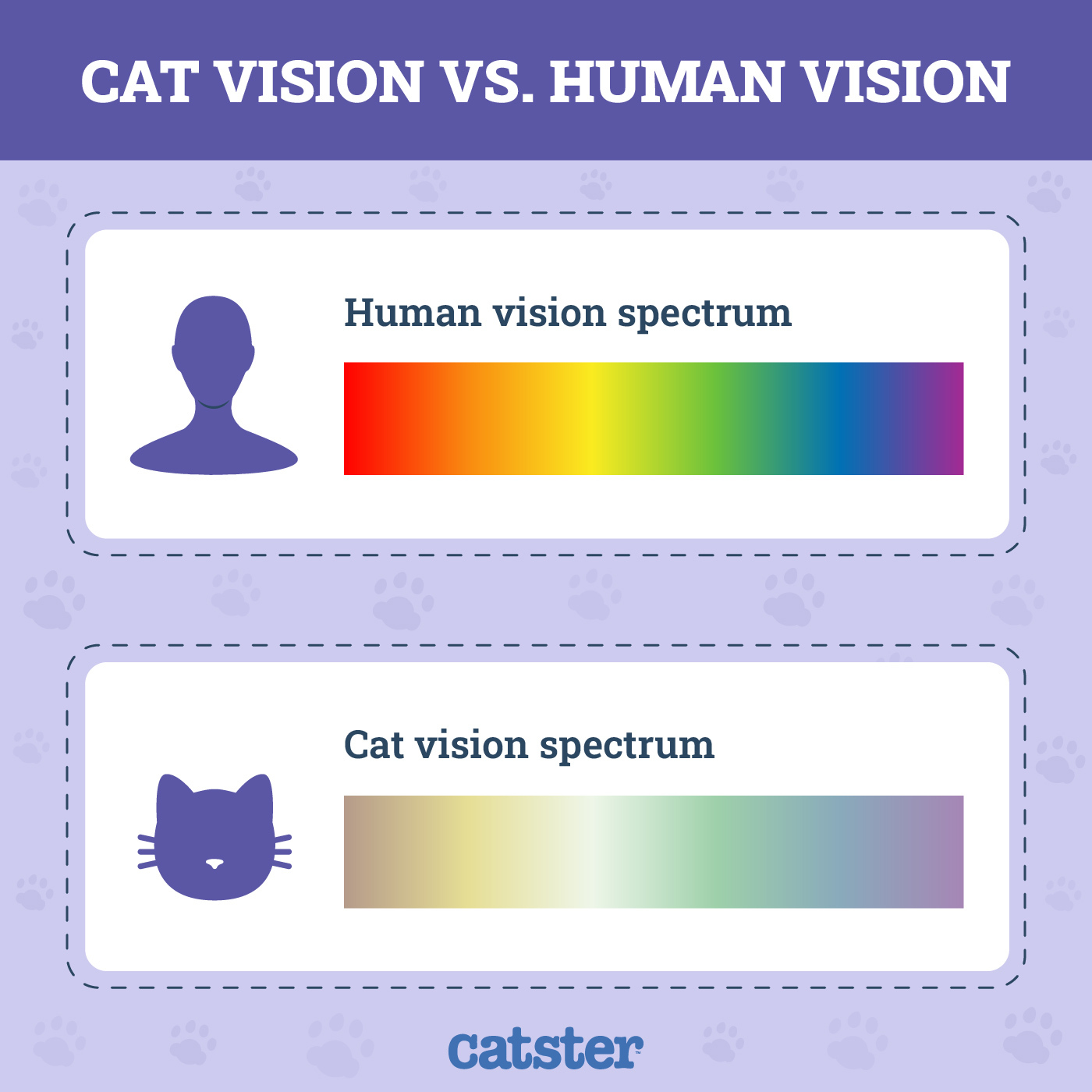 cat vs human vision