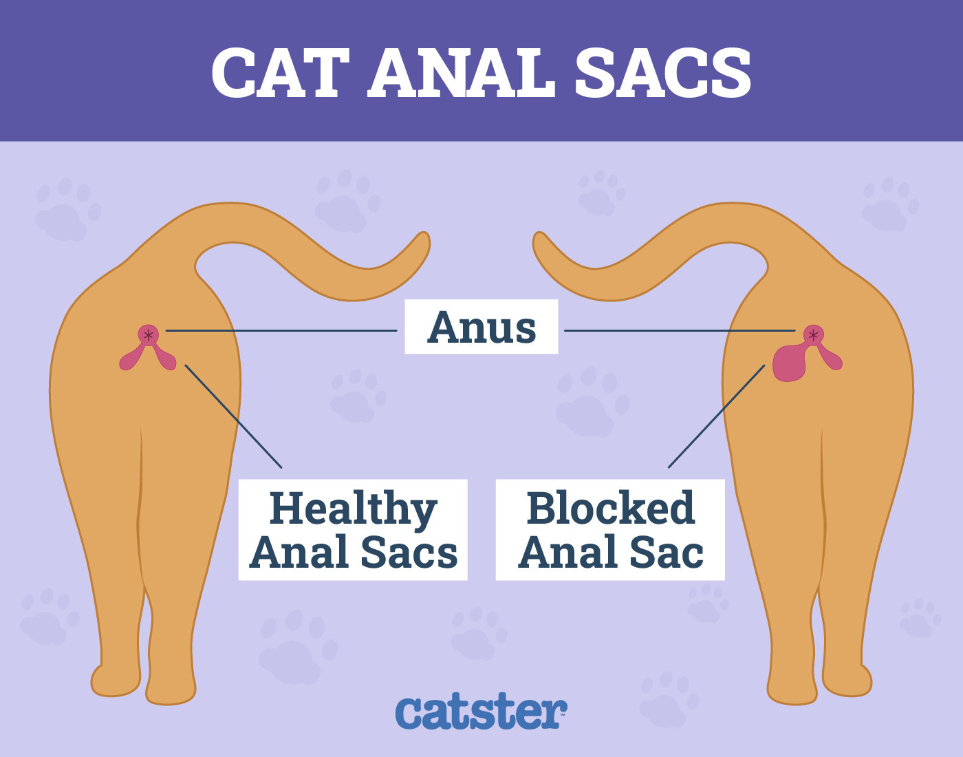 healthy vs blocked anal sacs glands