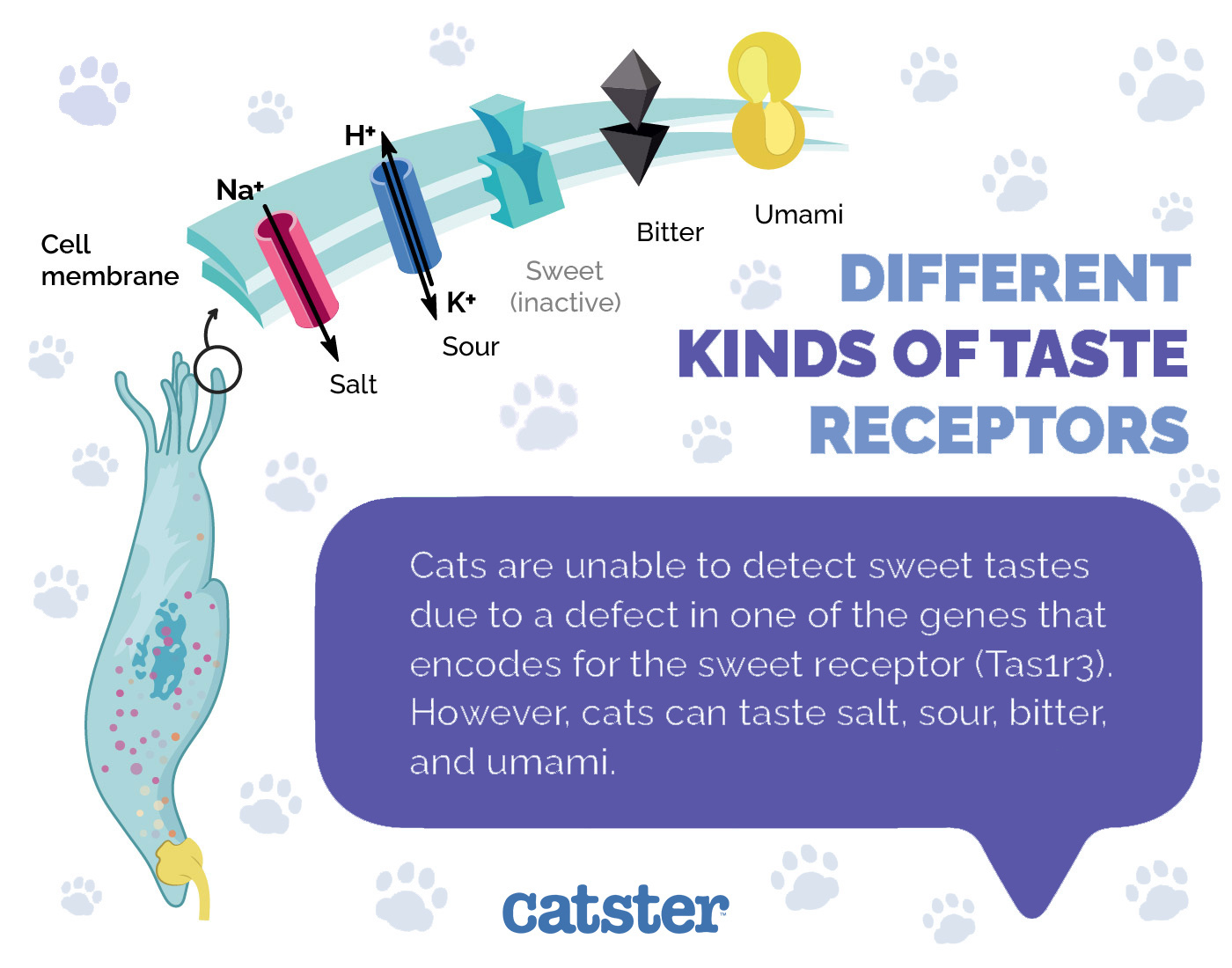 Different Kinds of Taste Receptors