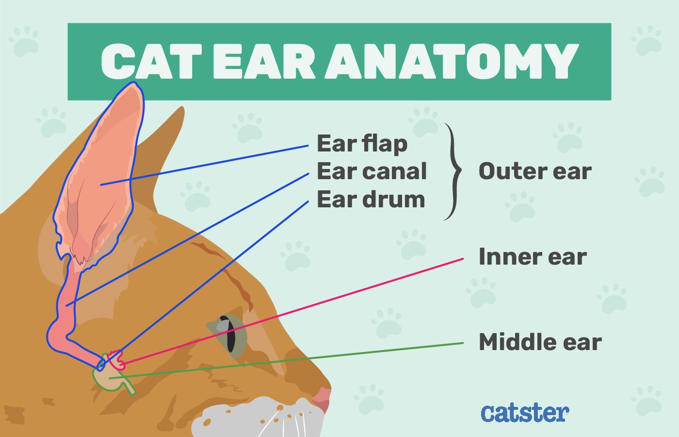 cat ear anatomy