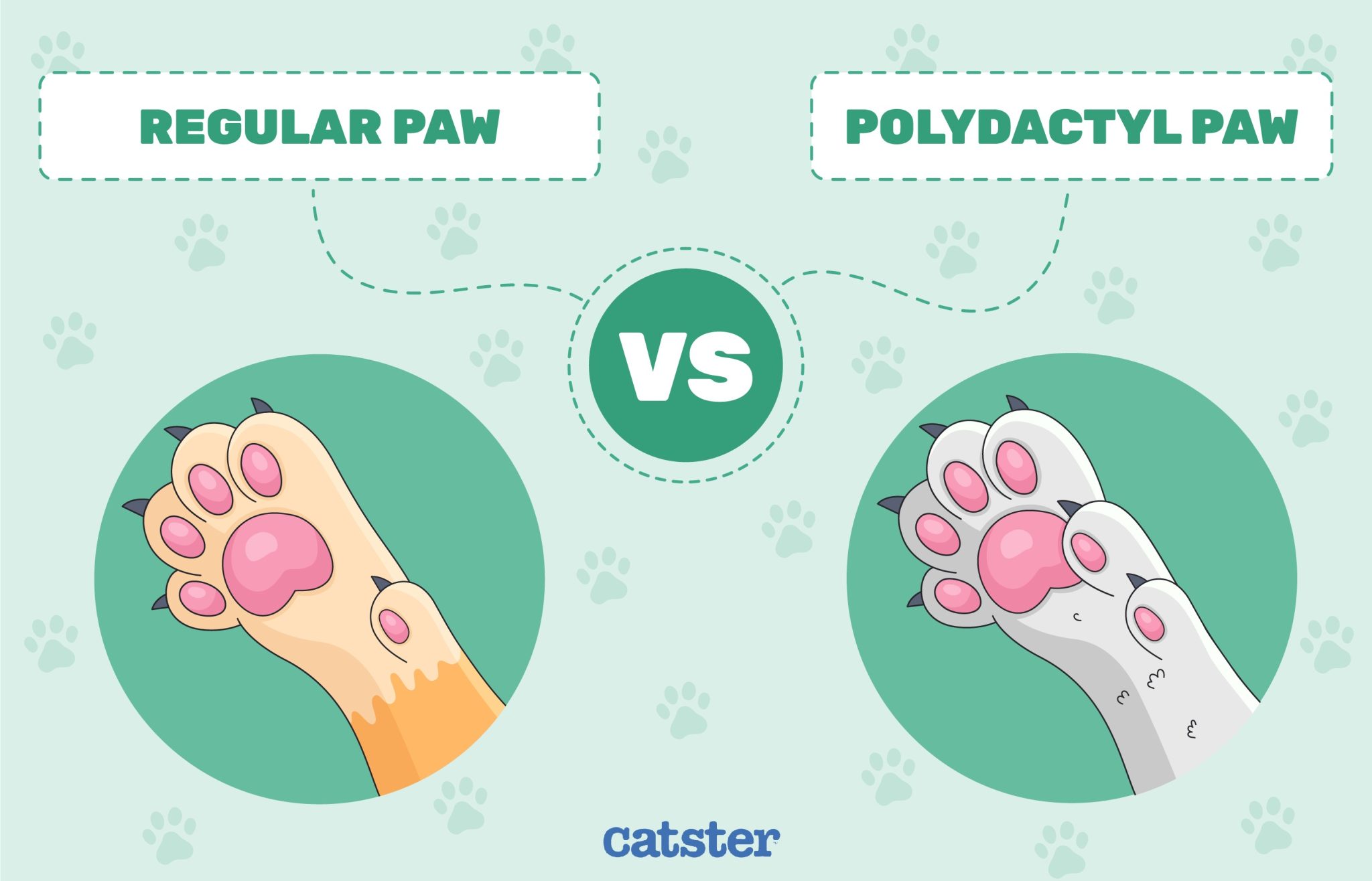regular vs polydactyl paw
