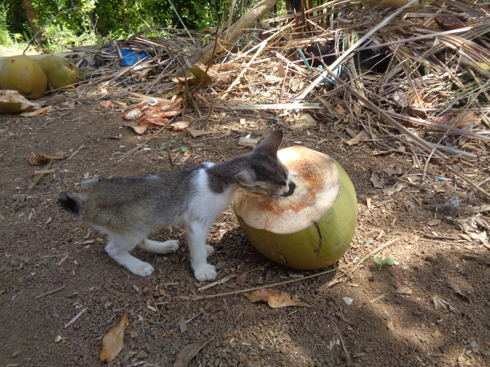 Gatito bebiendo agua de la cáscara de coco