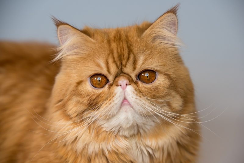 Orange Persian Cat Closeup
