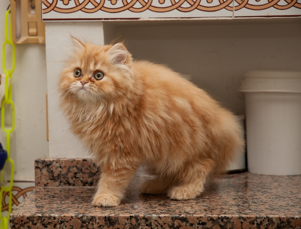 Orange Persian Cat Breed: Info, Pictures & Facts