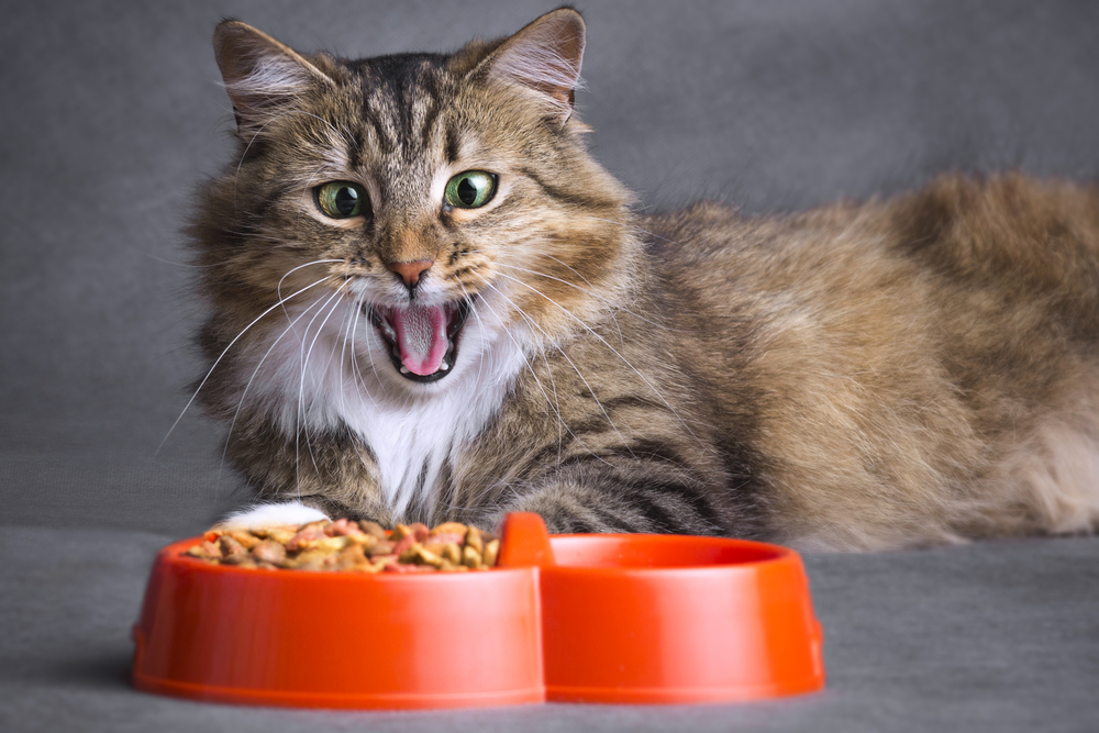 Siberian cat looking surprised at food bowl