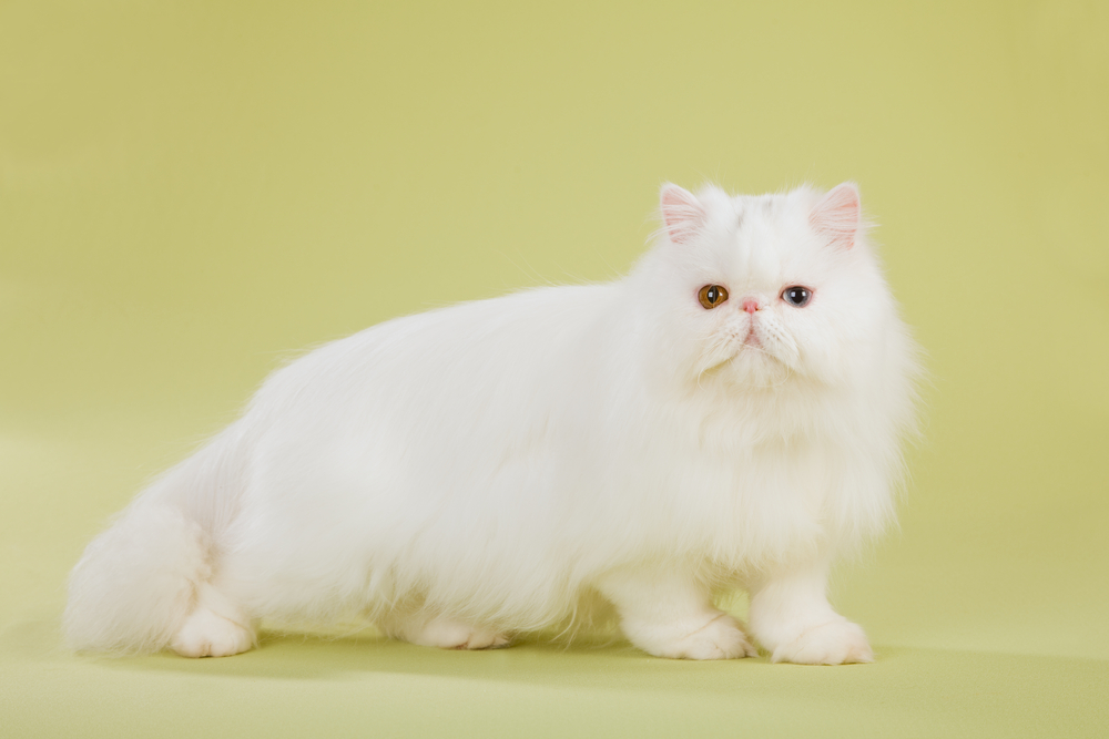 Silver Persian Cat: Pictures, Info, History & More