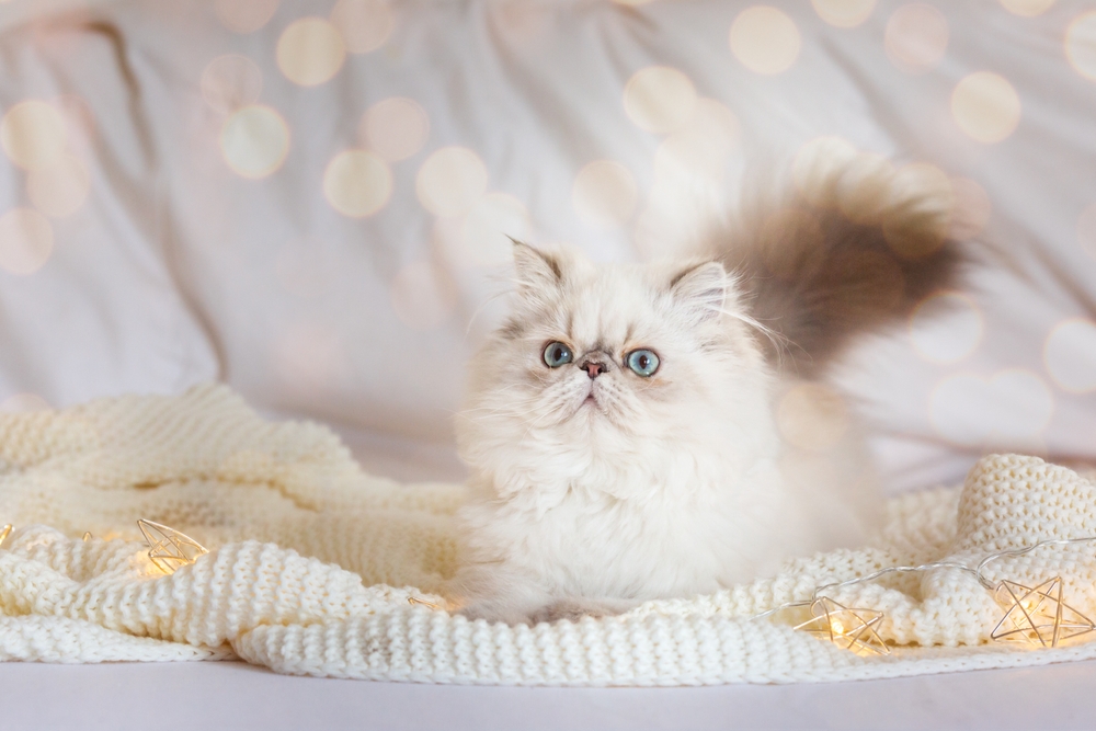 Silver Chinchilla kitten on the carpet