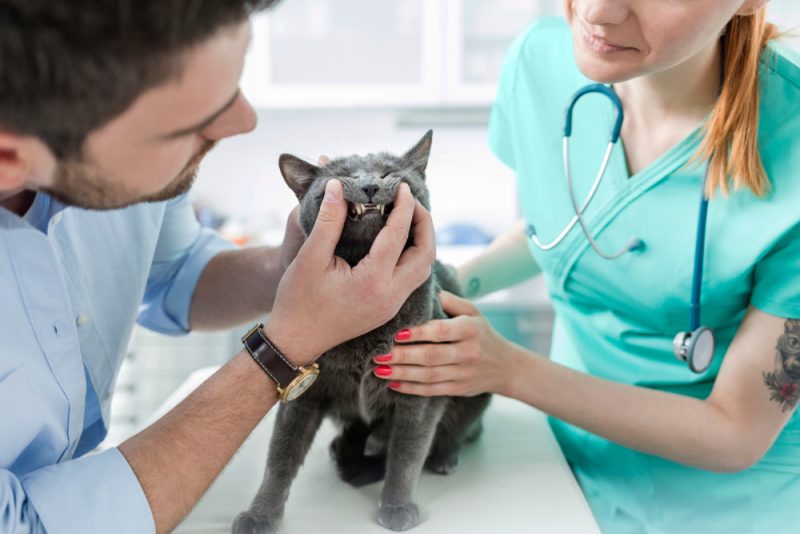 Vet checking on Russian Blue cats teeth