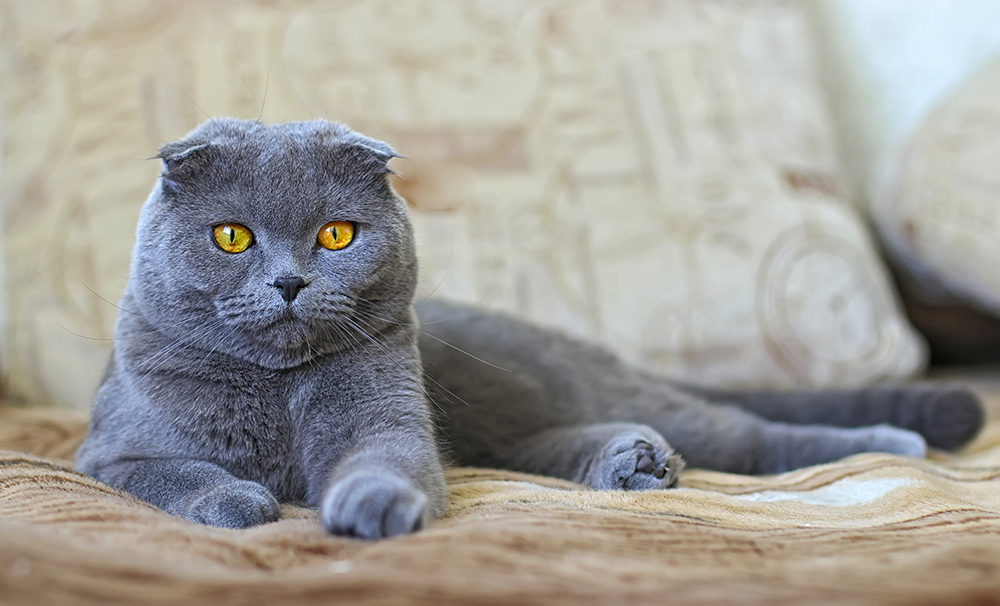 Blue Scottish Fold: Pictures, Info, Care & More
