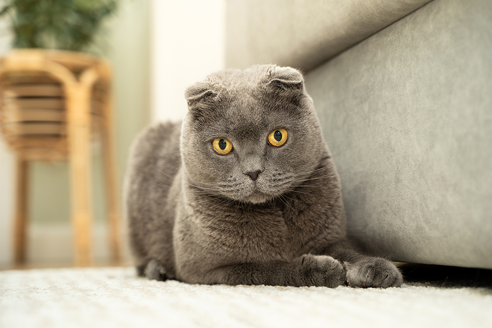 blue scottish fold cat sitting on the carpet