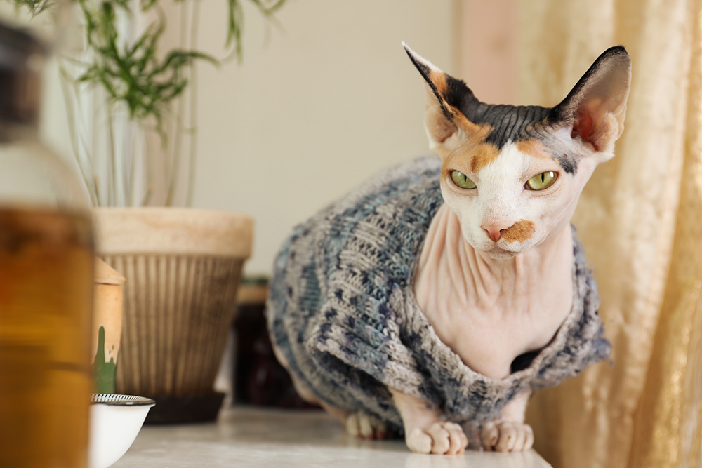 calico Sphynx cat wearing sweater