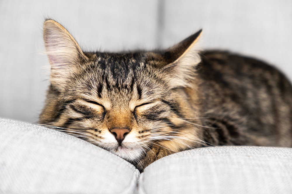How Many Hours Does a Cat Sleep? Vet-Reviewed Facts & FAQ