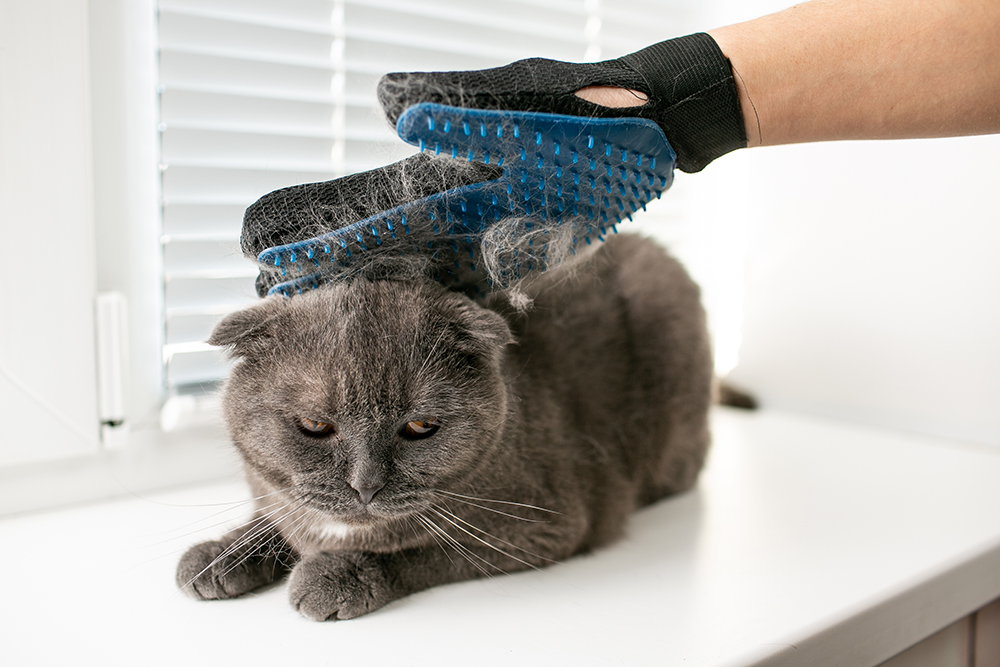 hand brushing a shedding cat with gloves