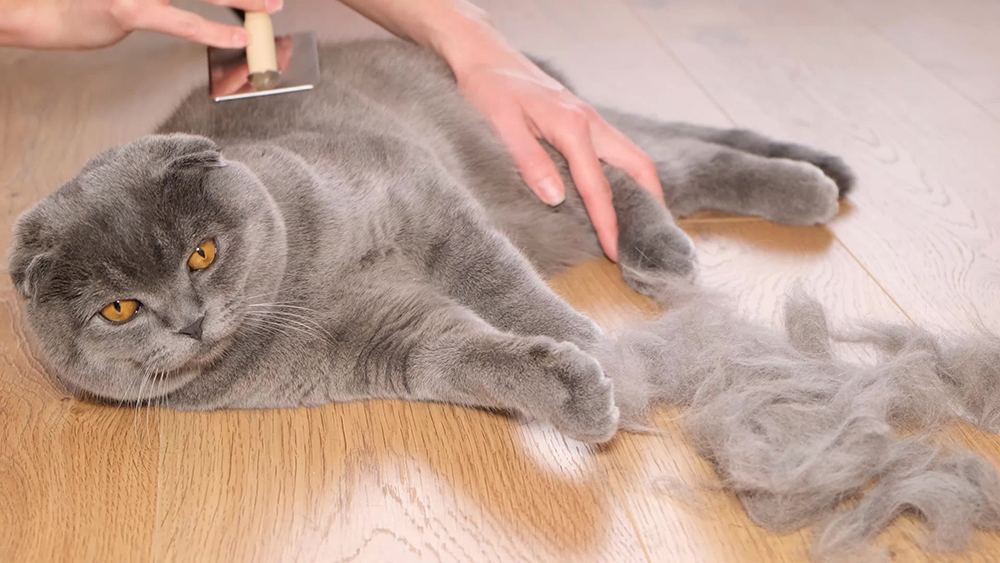 person brushing a shedding grey cat on the floor
