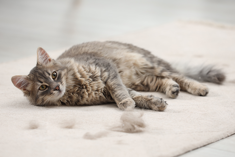 Gato que muda su pelo y está acostado en la alfombra