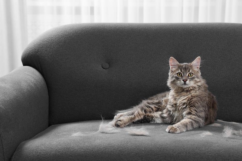 shedding cat lying on the gray sofa