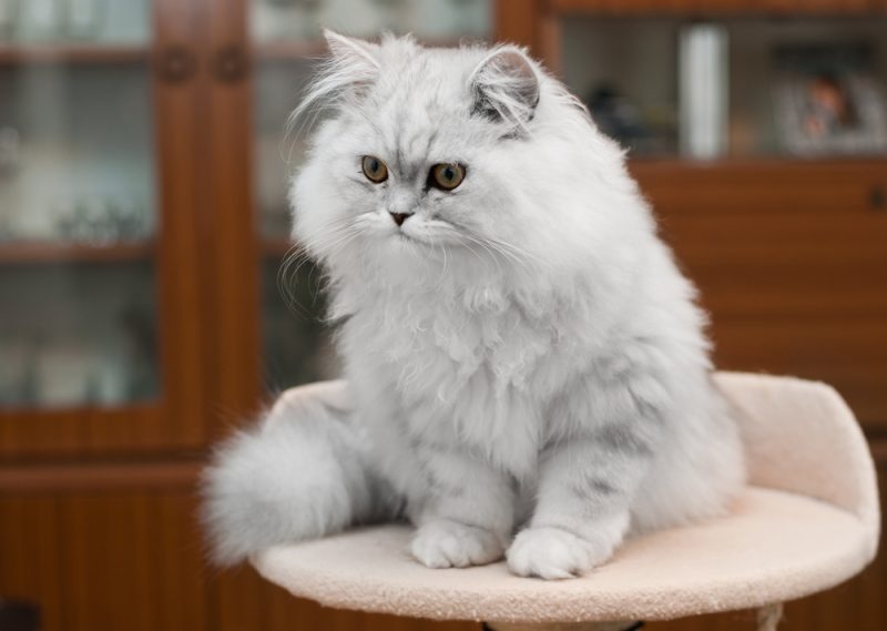Silver Persian cat on a stool