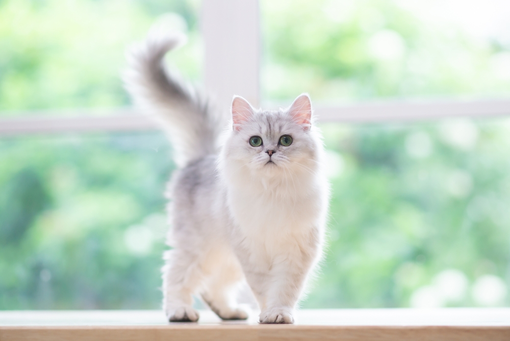 Silver Persian cat by a window