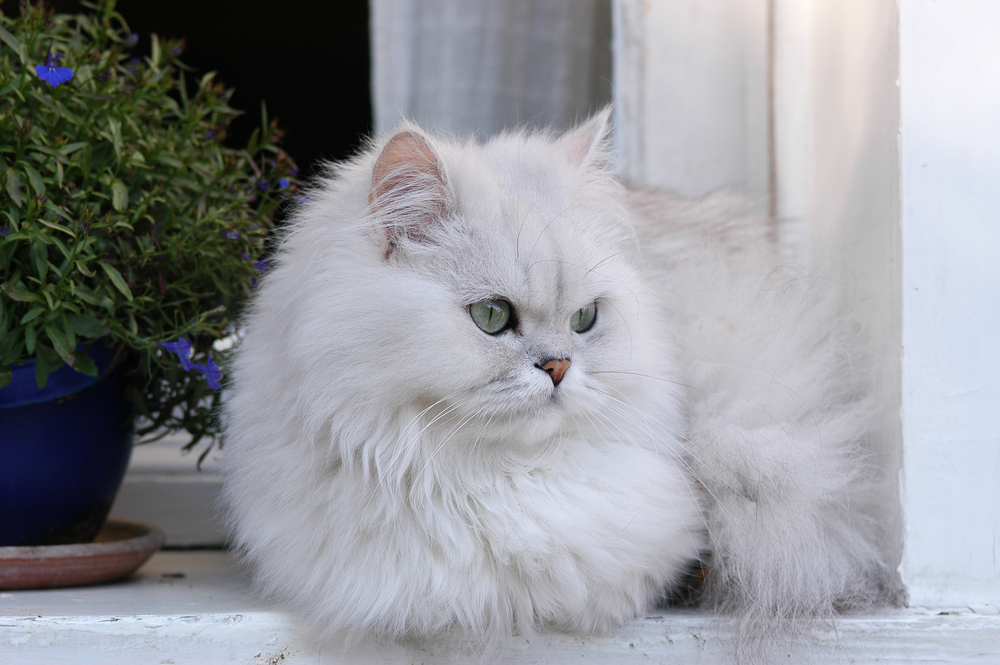 Silver chinchilla Persian cat sitting at a window