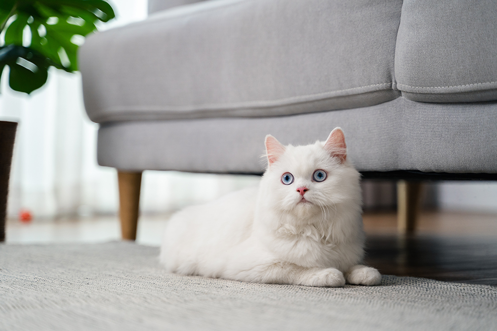 white Persian cat lying in the living room
