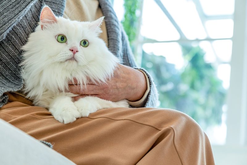 white persian cat sitting on the senior woman's lap