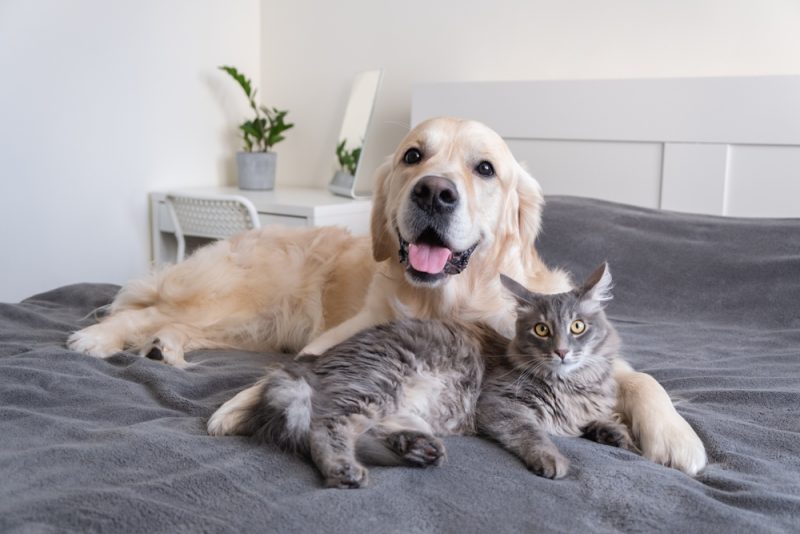 cat and dog lying together on bed