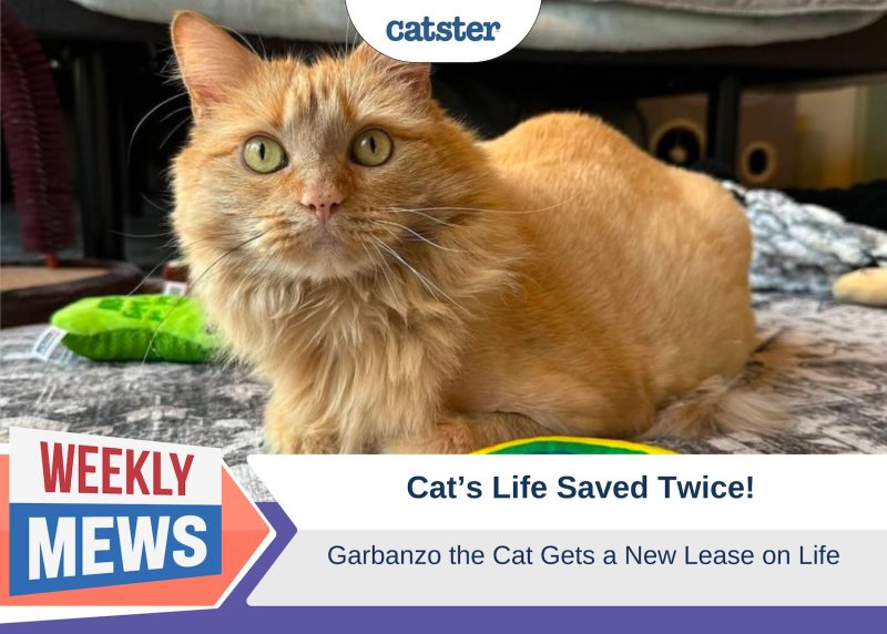 Weekly Mews_Garbanzo new lease on life